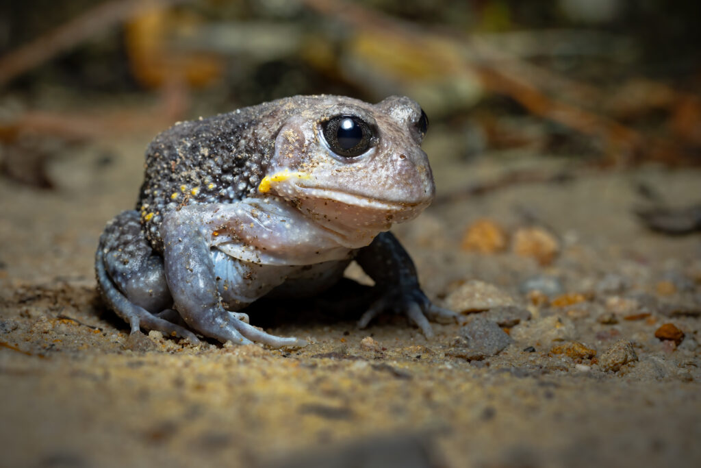A close-up of a toad on sandy ground. Its bumpy skin is textured with shades of gray and small yellow markings. The toad appears calm and curious.