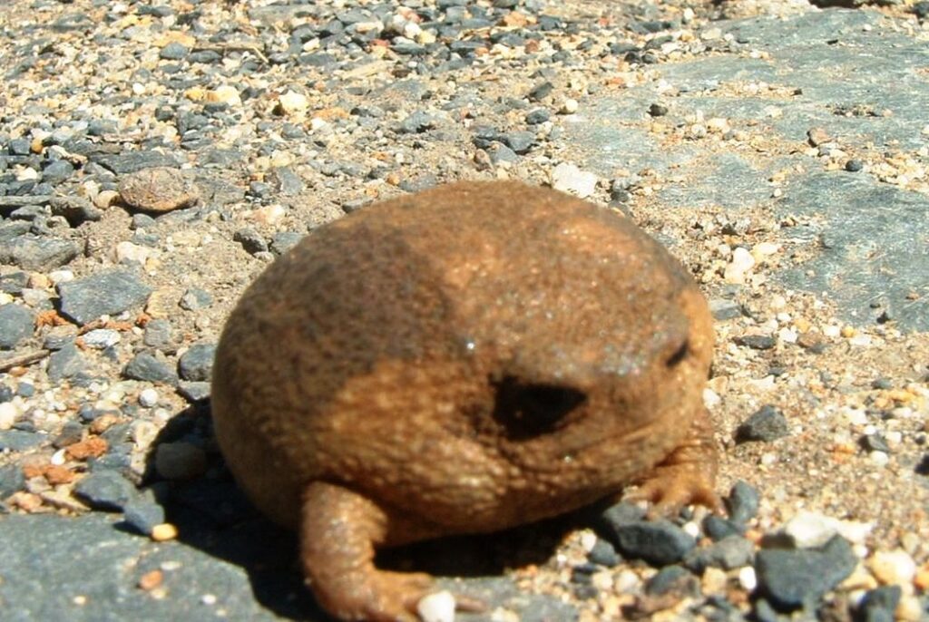 Brown desert rain frog sitting on pebbly, dry ground. Its round, inflated body and textured skin blend with the rocky surroundings.