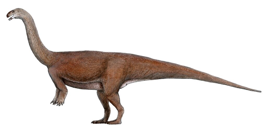 Illustration of a Shunosaurus dinosaur, featuring a long neck, bulky body, and a whip-like tail. Its textured skin appears brown. The tone is realistic.
