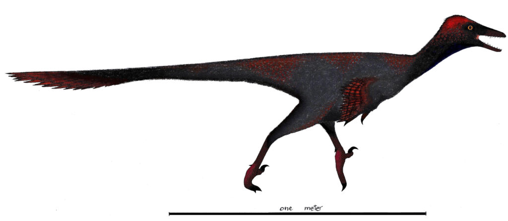 Illustrated dinosaur with dark grey body, red accents, and long tail. Sharp teeth, small arms, and bird-like legs. Scale bar below shows one meter.