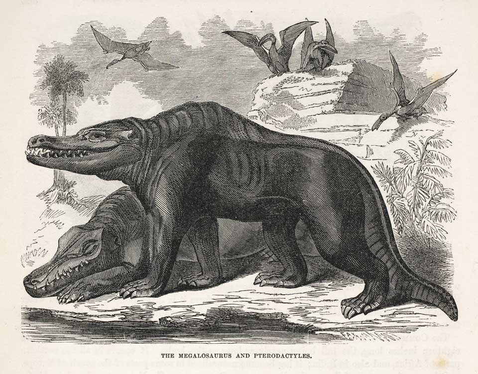 Engraving of two dinosaur-like creatures resembling crocodiles, labeled Megalosaurus, with flying pterodactyls in the sky and a rocky landscape.
