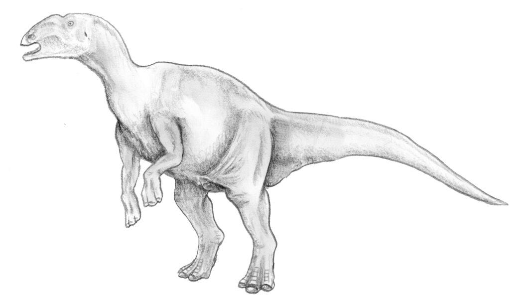 Black and white pencil sketch of a standing Hadrosaurus dinosaur, showcasing a large body, long tail, and distinctive thumb spikes, with a calm demeanor.