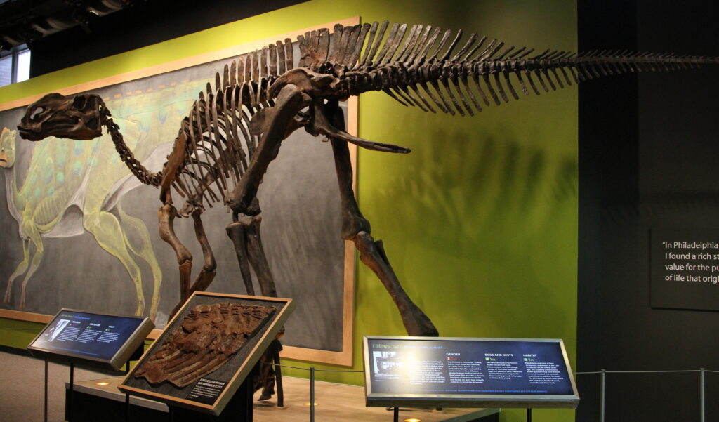 Dinosaur skeleton displayed in a museum with informational panels. Background features a colorful mural depicting a similar dinosaur, set against green walls.