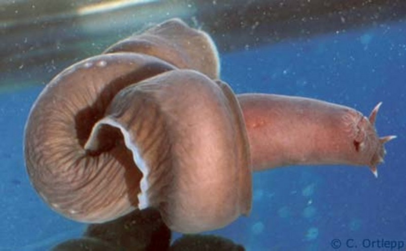 Hagfish knot