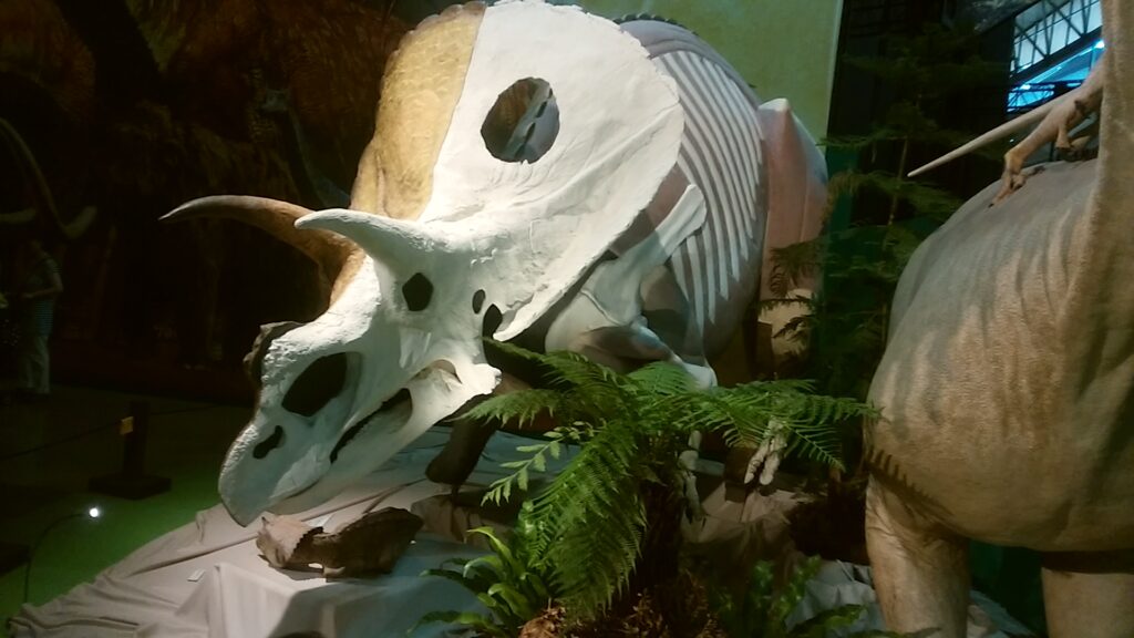 A white Torosaurus model is displayed in a museum exhibit, surrounded by green ferns and a partial dinosaur figure, under dim lighting.