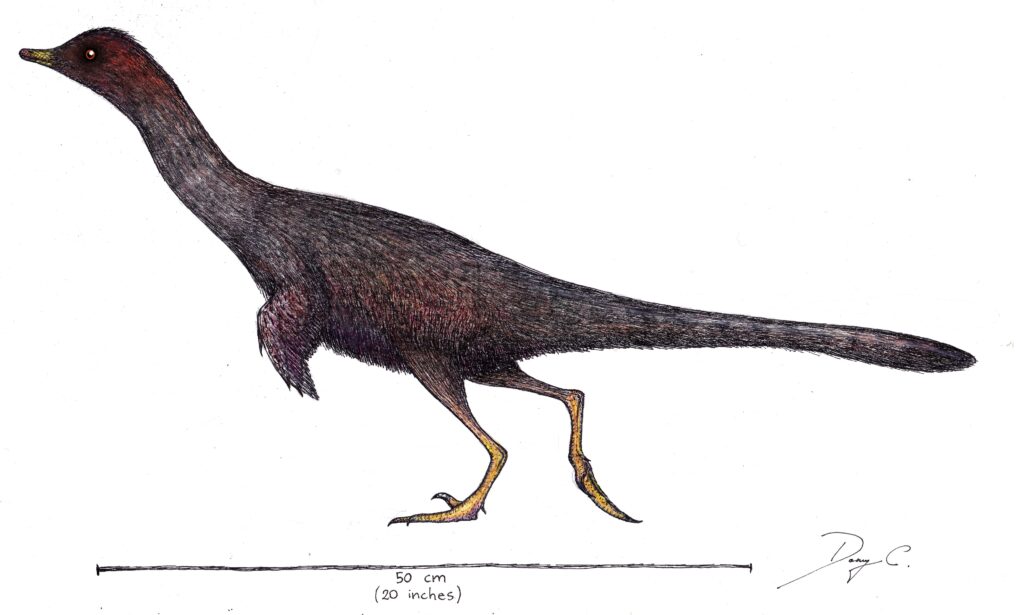 Illustration of a small feathered dinosaur, roughly 50 cm tall. It has a long neck, pointed snout, and slender legs, conveying a sleek appearance.