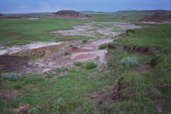 Vast grassy plains with patches of brownish soil under a cloudy sky. Rolling hills in the background convey a serene and open landscape.