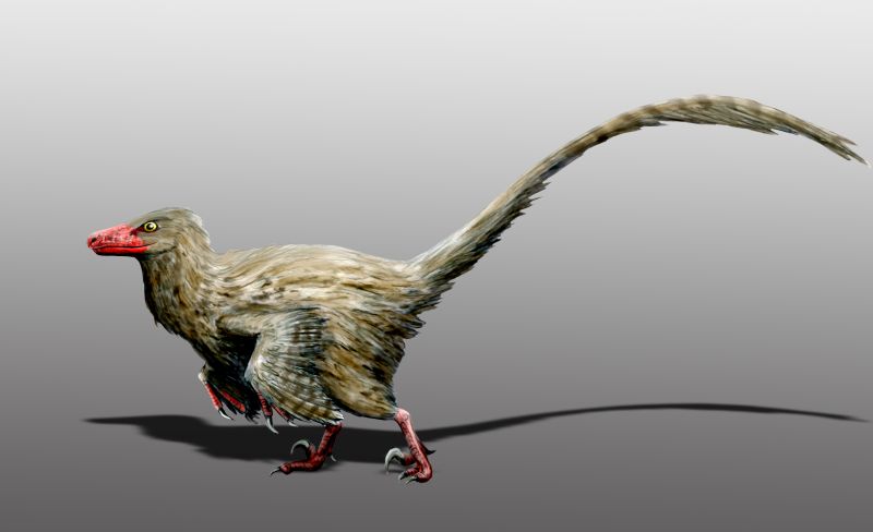 A feathered dinosaur with a red beak and feet sprints against a grey gradient background. Its long tail is outstretched for balance, evoking speed and agility.