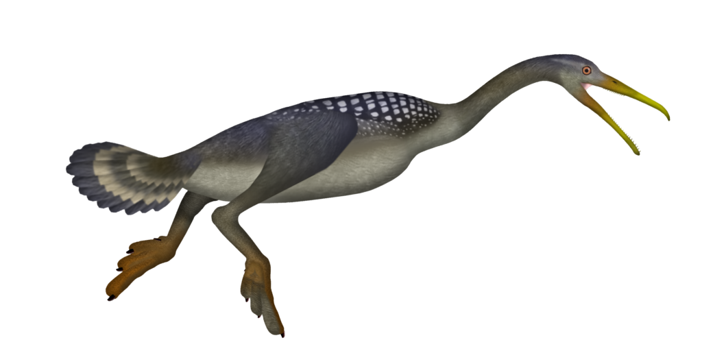 Confuciusornis represents the story of bird evolution