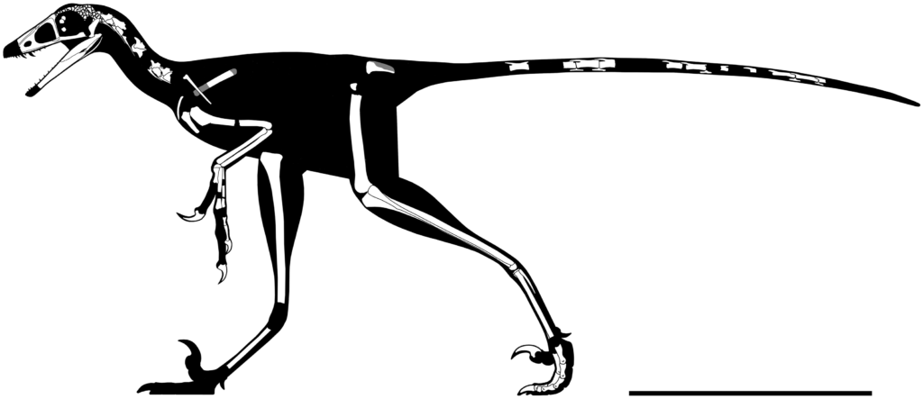 Skeletal Drawing of a Hesperornithoides