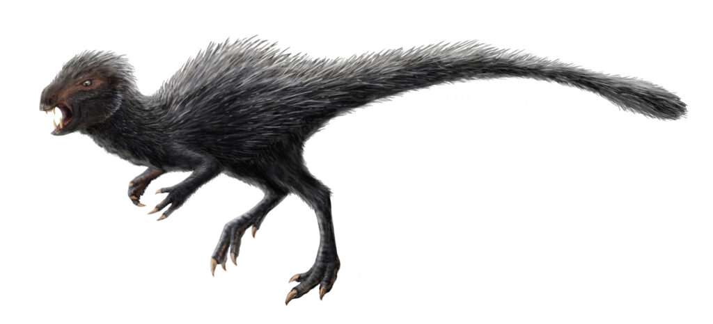 Illustration of a feathered dinosaur, depicting nimbleness and ferocity. It has black fur-like feathers, sharp claws, and an open mouth displaying teeth.