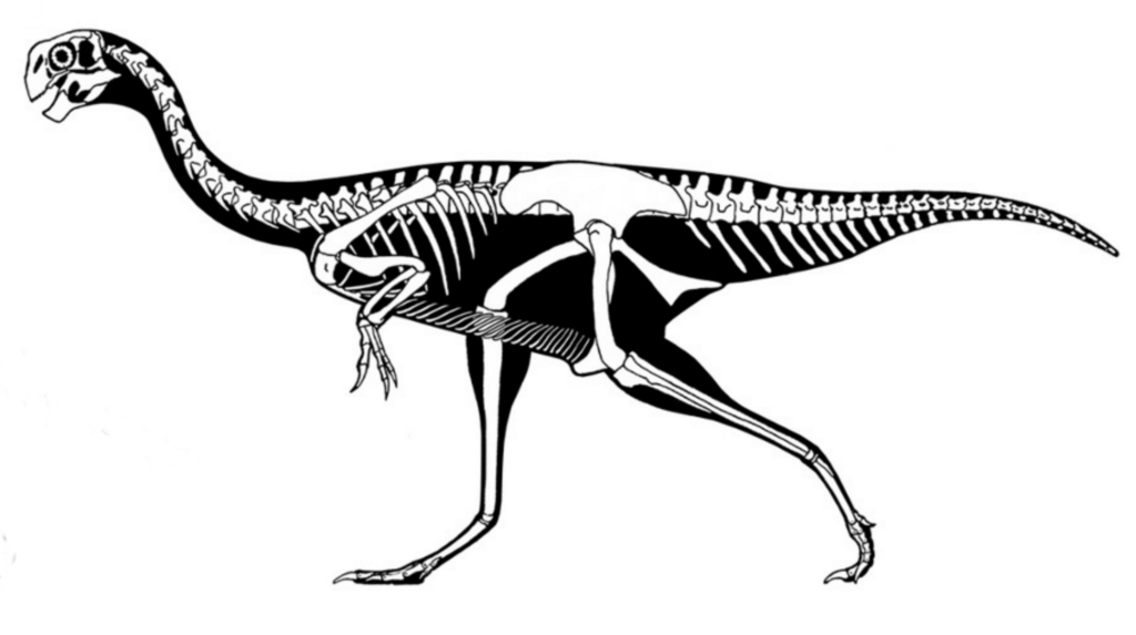 Skeletal Drawing of a Heyuannia