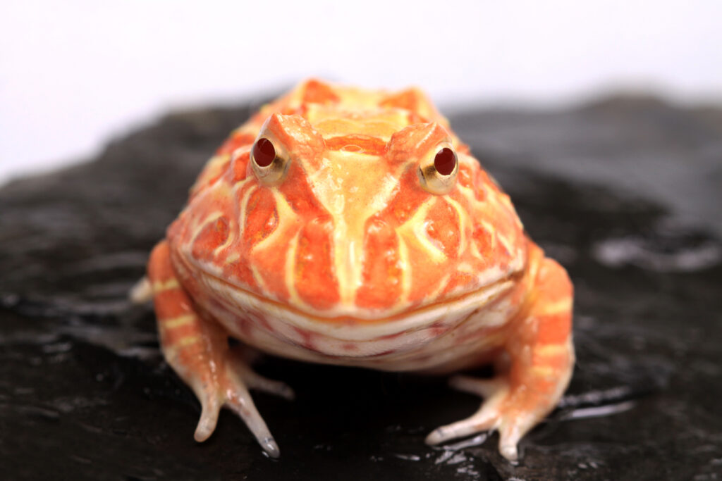Close-up of a brightly colored frog with orange and yellow patterns. The frog sits on a dark surface, looking directly at the camera, conveying curiosity.