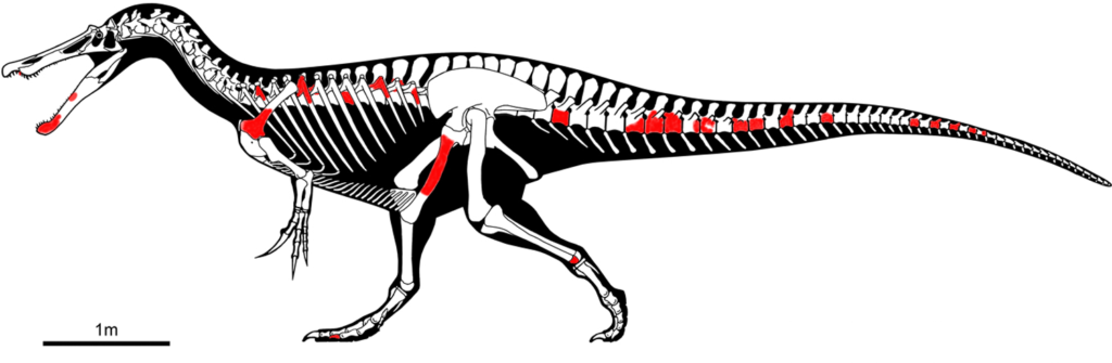 Skeletal Drawing of a Iberospinus