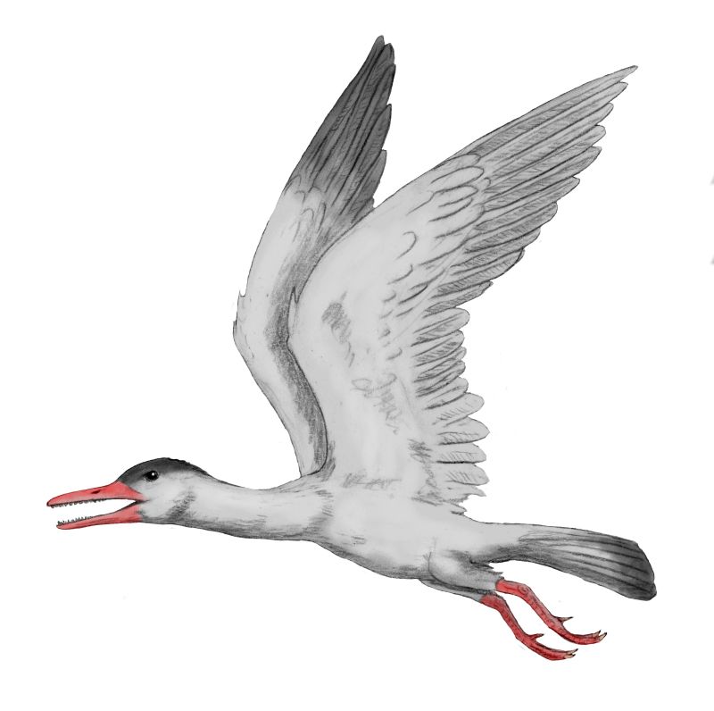 Illustration of a prehistoric bird, possibly Ichthyornis, in flight. It has gray feathers, a red beak, and red feet, conveying a sense of motion.