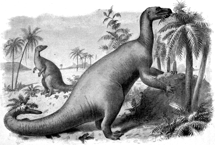 Vintage illustration of two Iguanodon dinosaurs in a prehistoric landscape with palm-like trees. One feeds from a tree, the other stands in the background.