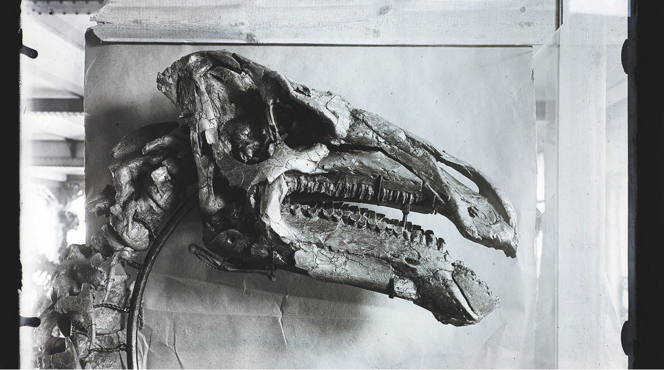 Black and white image of a dinosaur fossil skull, with intricate details of the jaw and teeth. The texture is weathered, conveying ancient history.