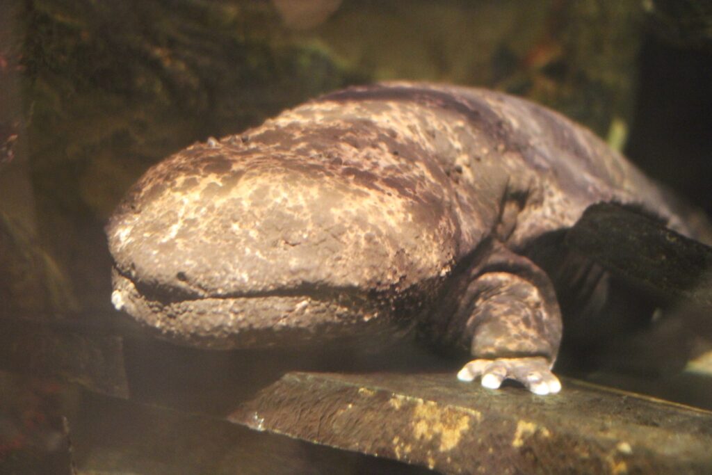 Close-up of a Chinese giant salamander submerged in water, showing its textured brown skin and front foot. The scene has an earthy, natural tone.
