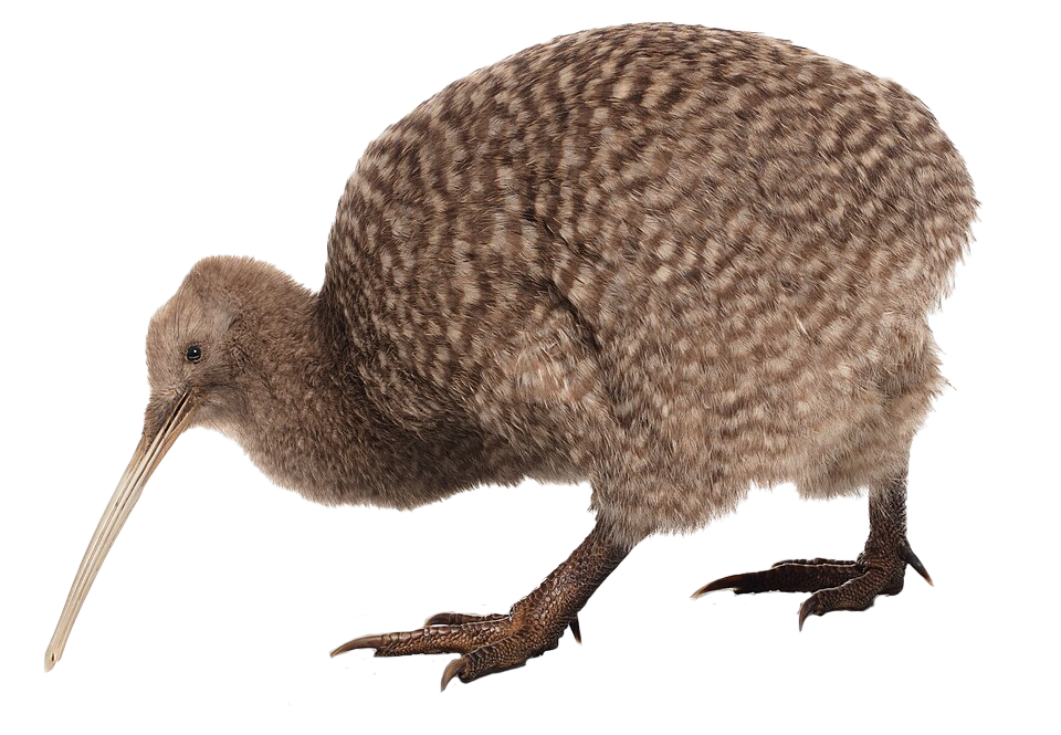 A brown kiwi with mottled plumage stands on a platform. It has a long, slender beak and sturdy feet, conveying a sense of curiosity and balance.