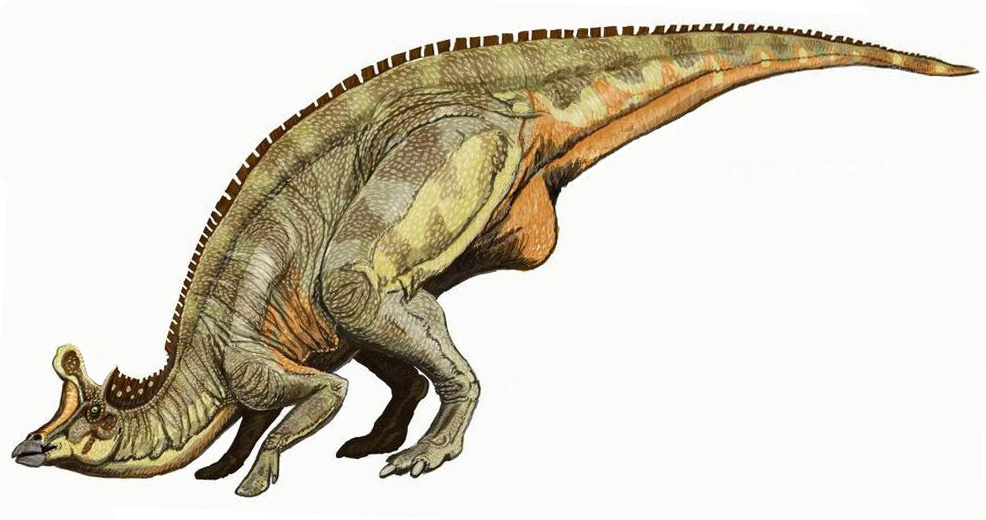 Illustration of a Lambeosaurus, a crested dinosaur, with brown and green scales, shown in a walking pose. The tone is realistic and detailed.