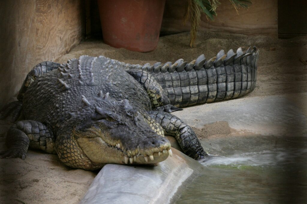 A large crocodile rests beside a water pool on sandy ground, its body still, conveying a sense of calm. A potted plant is visible in the background.