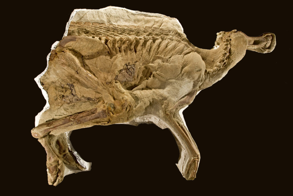 Fossilized dinosaur remains, partially encased in rock, revealing a side view with visible vertebrae and preserved skin, against a dark background.