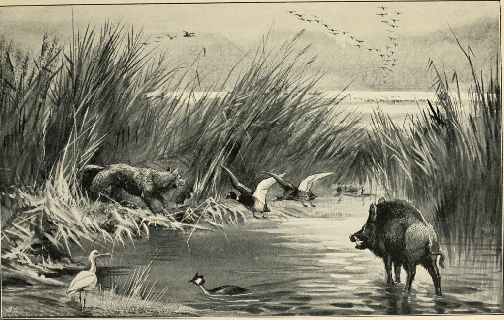 A marsh scene with a wild boar in the foreground standing in water, surrounded by tall grasses. Birds, including ducks and an egret, are near the water, and a fox is approaching from the left. A flock of birds flies in the distant sky. The mood is serene and natural.