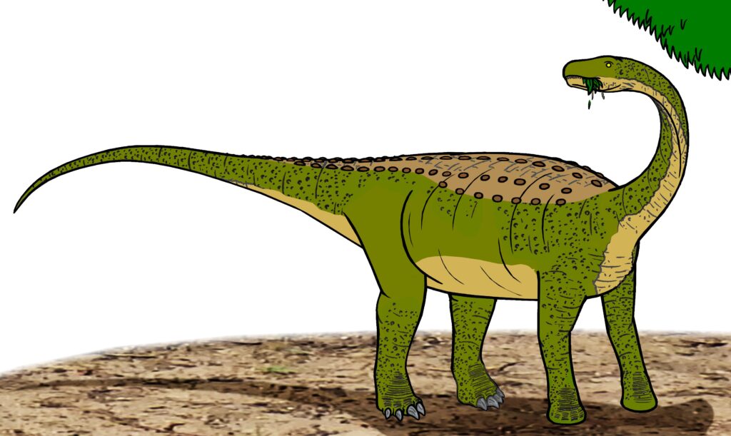 Illustration of a green, long-necked dinosaur with a textured back and long tail, standing on a dirt ground, chewing leaves in a prehistoric setting.