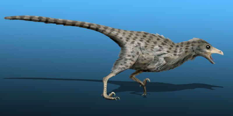 A feathered dinosaur with gray, speckled patterns runs across a blue background. It has a long tail, sharp beak, and a dynamic, lively posture.