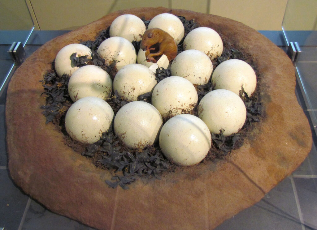 A model of dinosaur eggs in a nest, with one egg hatching to reveal a small dinosaur. Nest material is earthy with scattered leaves.