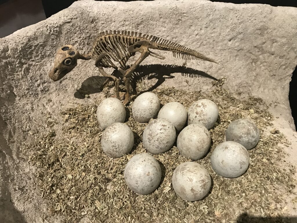 A dinosaur skeleton stands next to a nest