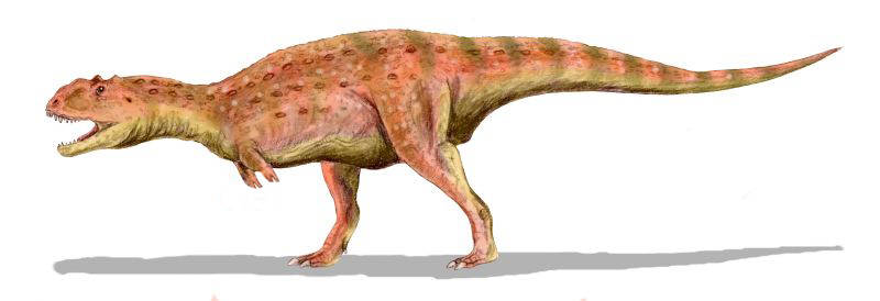 Illustration of a dinosaur with a long tail and reddish-brown spots, standing on two legs. It has small arms and an open mouth, set against a plain white background.