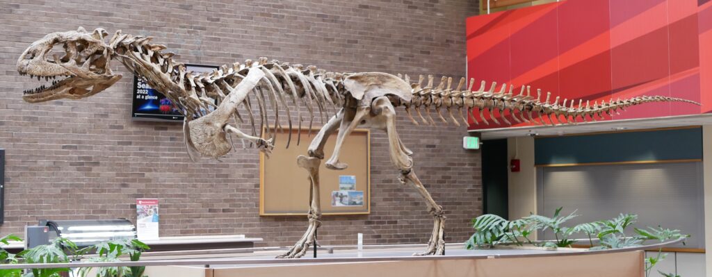 Dinosaur skeleton exhibit in a museum lobby. The fossil is mounted in a walking pose, with long tail and open jaw, set against a brick wall backdrop.