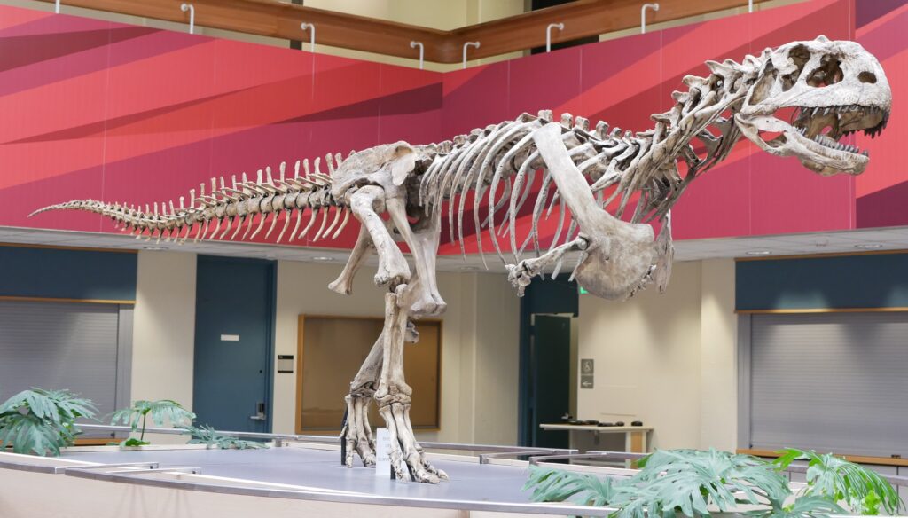 A large dinosaur skeleton is displayed in a modern indoor museum with a vibrant red backdrop. Green plants add contrast. The skeleton evokes awe and curiosity.