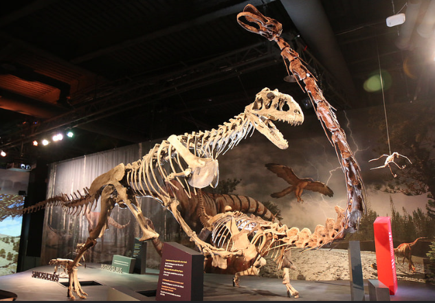 Dinosaur skeletons in a museum exhibit; a T. rex lunges towards a long-necked sauropod. Dramatic lighting adds tension and intrigue.