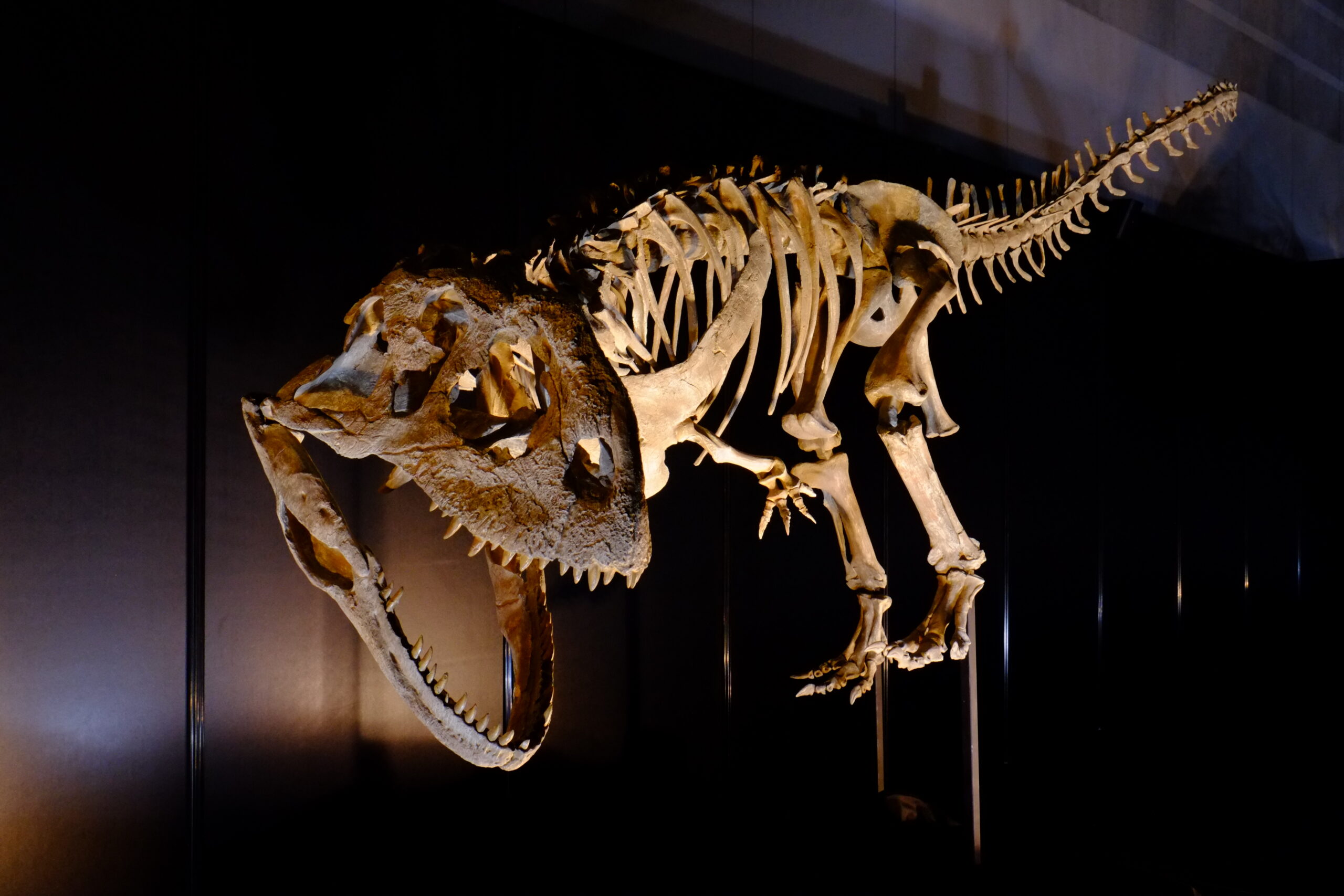 Dinosaur skeleton displayed in a dimly lit museum setting. The fossil stands prominently with a large skull, sharp teeth, and a long tail, evoking a sense of ancient majesty.