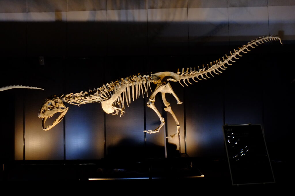 Dinosaur skeleton exhibit in a dimly lit museum. The long, curved spine and open jaws create a dramatic, awe-inspiring atmosphere against a dark backdrop.