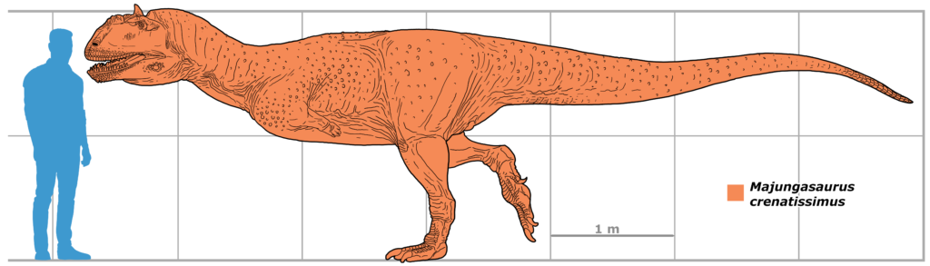 Illustration of an orange Majungasaurus dinosaur in profile, next to a blue human silhouette for scale. The dinosaur appears large and imposing.