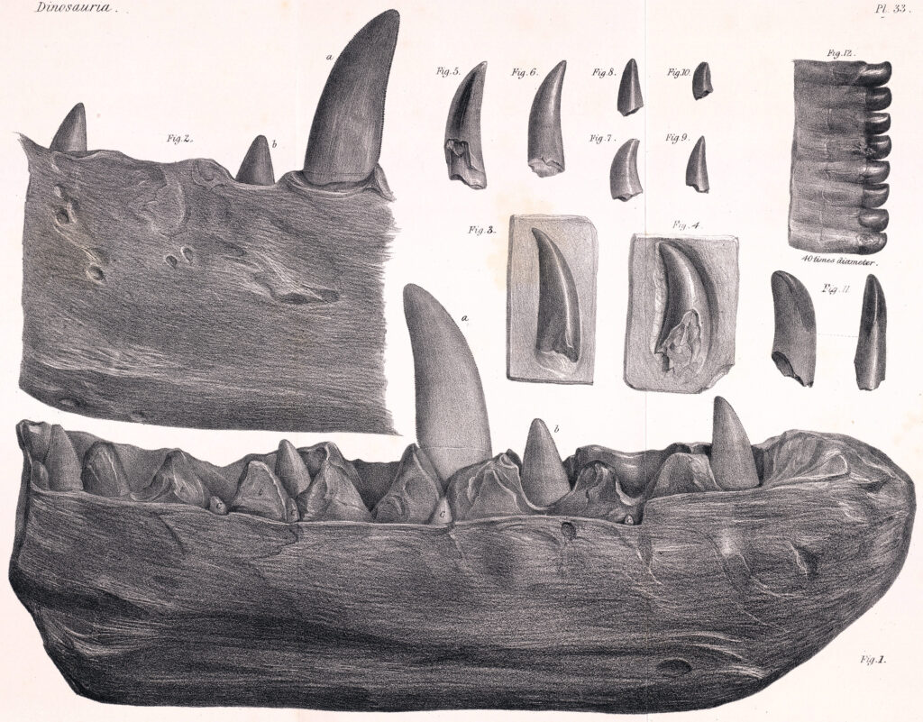 Illustration of dinosaur teeth fossils, showcasing various sizes and shapes. Detailed sketches emphasize texture and anatomy, reflecting scientific study.