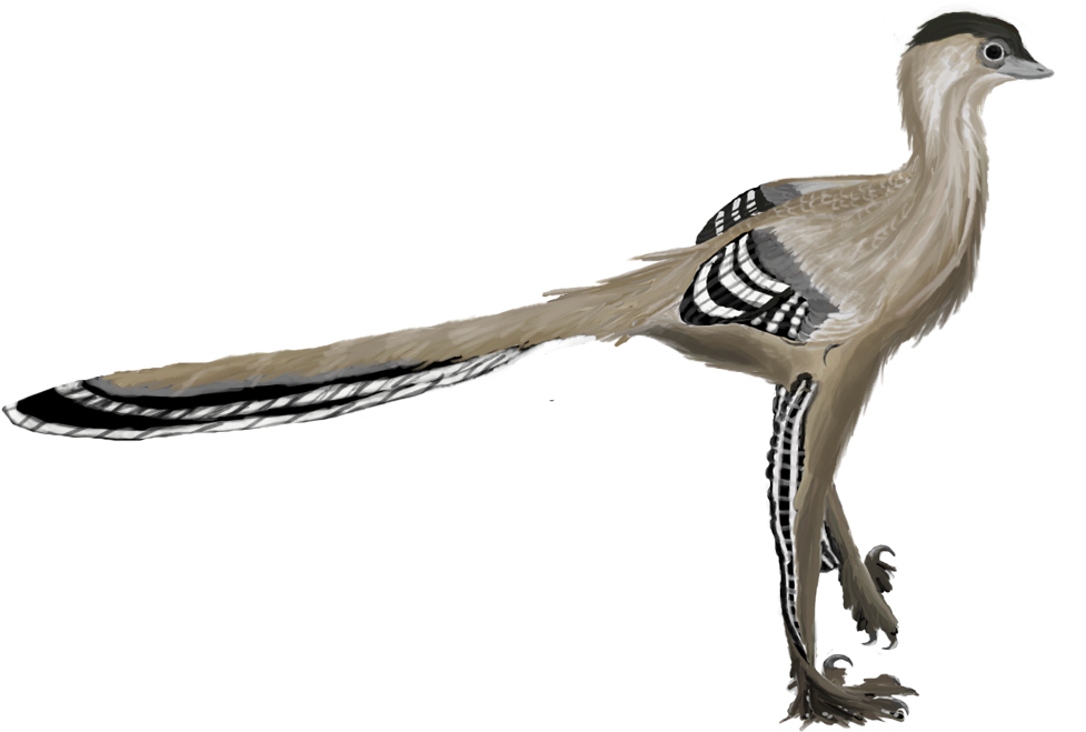 Illustration of a small, feathered dinosaur with brown and beige plumage. It has a long tail with black and white stripes, conveying a prehistoric feel.