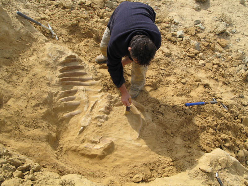 Metaxytherium subapenninum paleontological excavation