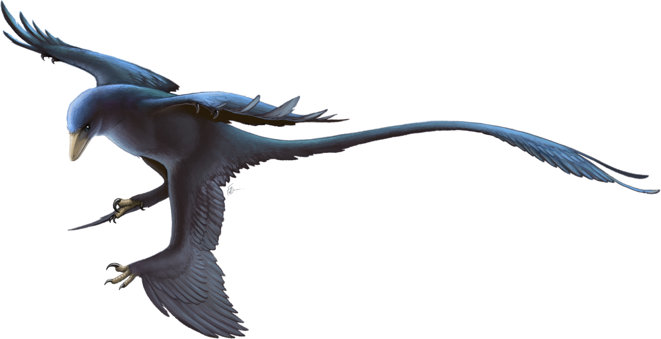 Illustration of a blue feathered dinosaur with elongated wings and tail, in mid-flight. It looks agile and graceful against a white background.