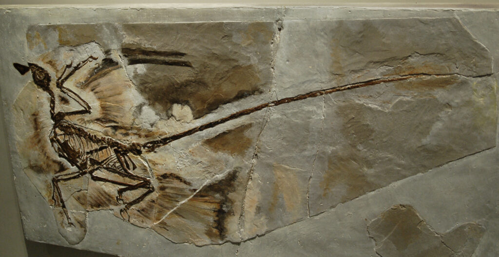 Fossilized Microraptor showing a detailed impression of bones and feathers.