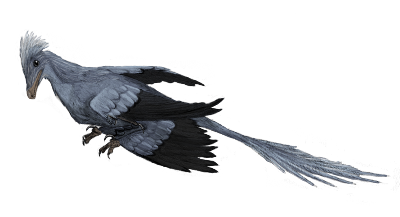 An illustration of a blue and black feathered prehistoric bird with a long tail, mid-flight. The bird has a sleek, aerodynamic body and a focused expression.