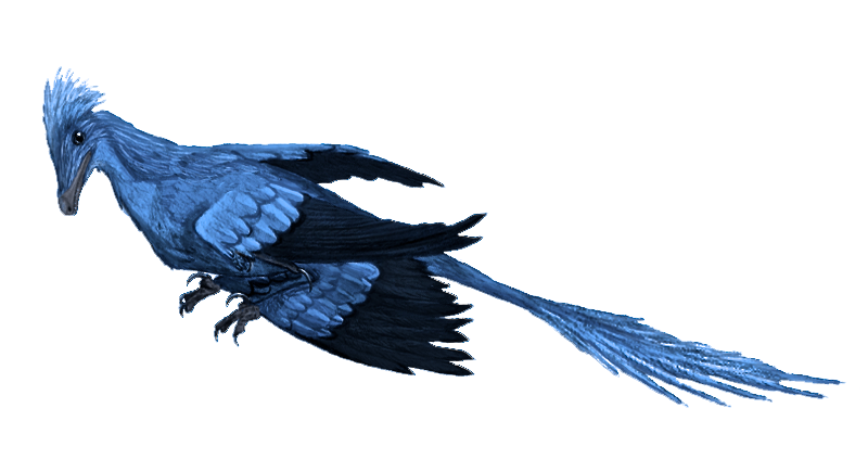 Illustration of a blue, feathered prehistoric bird, with wings spread and a long tail. The bird appears agile and dynamic with outstretched talons.
