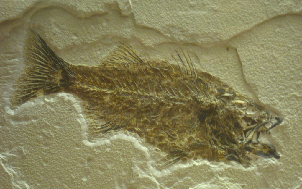 Mioplosus Fossil in Smithsonian National Museum of Natural History