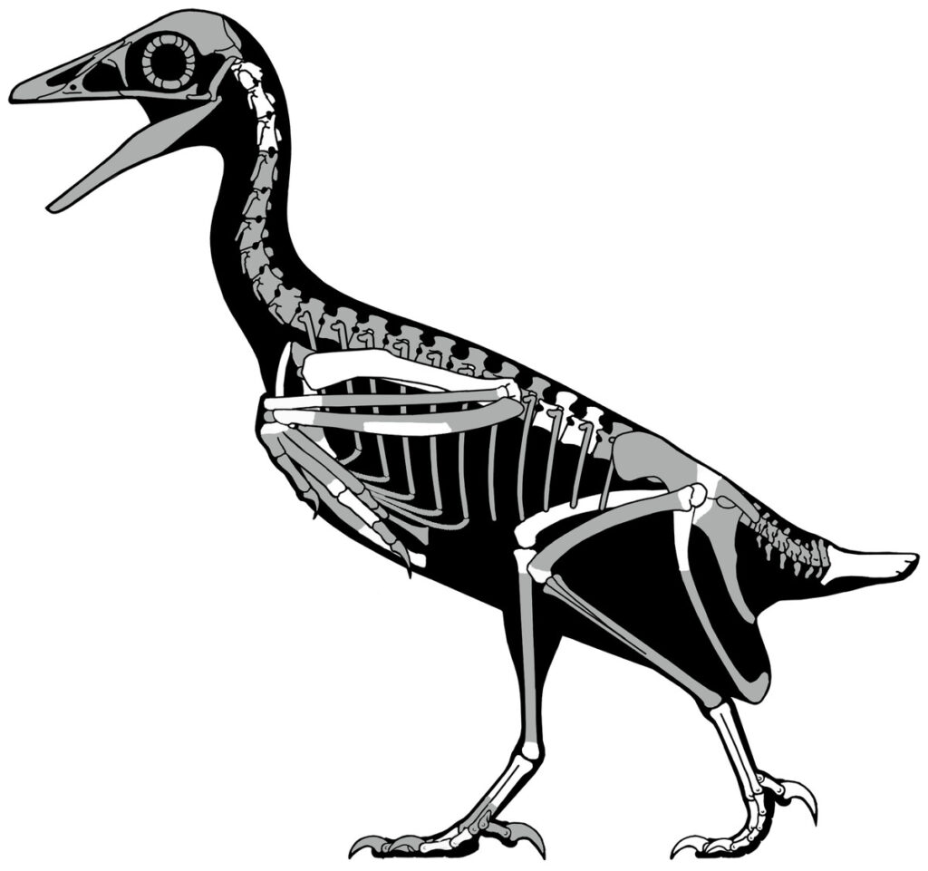 Skeletal Drawing of a Mirarce Eaton