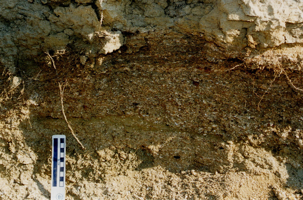 Cross-section of soil layers with embedded shells, showcasing geological strata. A black-and-white measuring scale is visible on the bottom left.