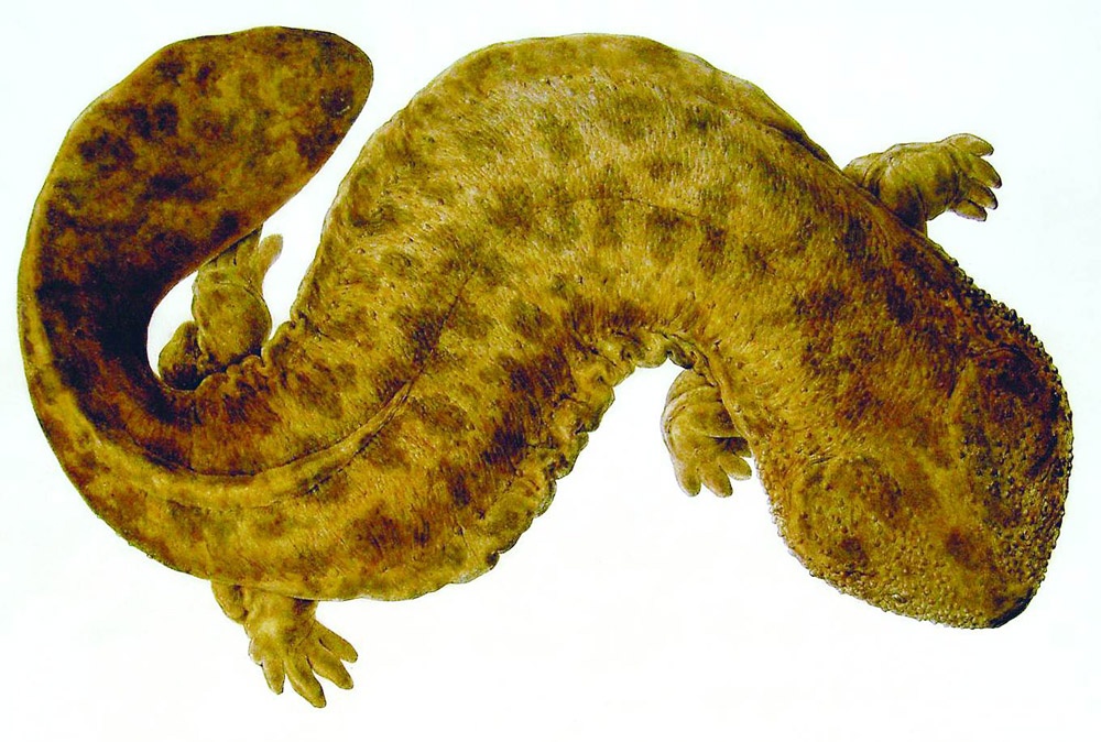 A large, brown, wrinkled salamander with textured skin and splayed legs is seen from above, its body curving gracefully against a white background.