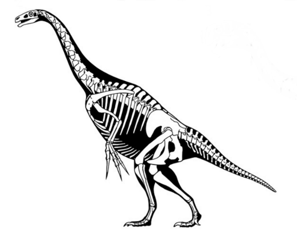 Skeletal Drawing of a Nothronychus
